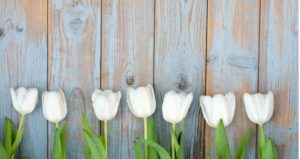 tulips, tinfoil and teaching