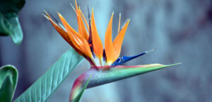 Orange bird of paradise flower featured in the center of the frame.