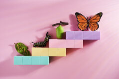 Monarch butterfly emerging from its chrysalis. Monarch butterfly transformation and stages.